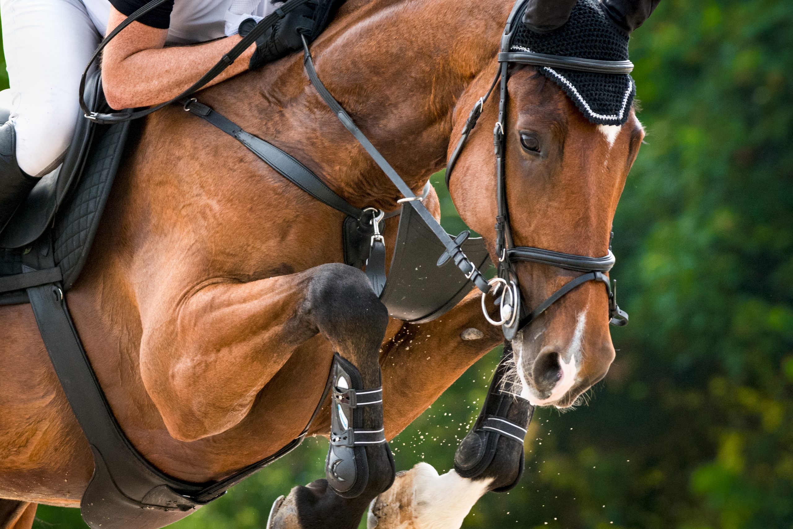 Springpferd Therapie Sylvia Dutzke