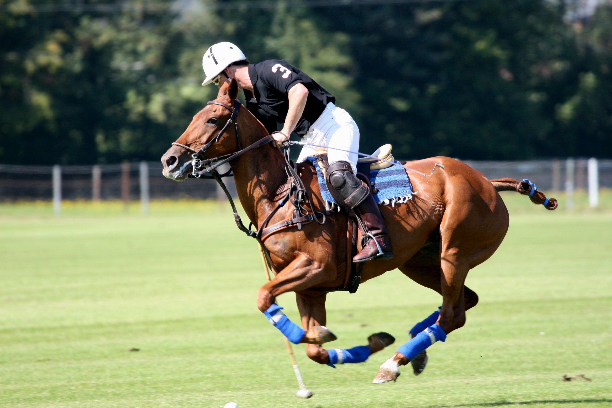 Polopferd Therapie Sylvia Dutzke
