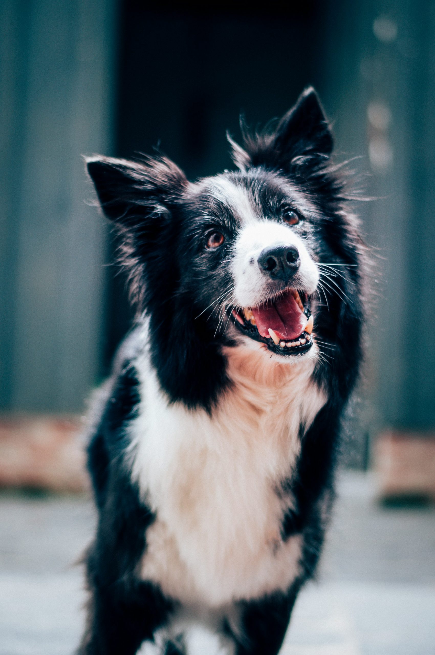 Achtsamer Blickwechsel – Ganzheitliche Hundetherapie